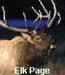 Rocky Mountain Elk or Wapiti