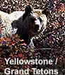 Yellowstone National Park Photography
