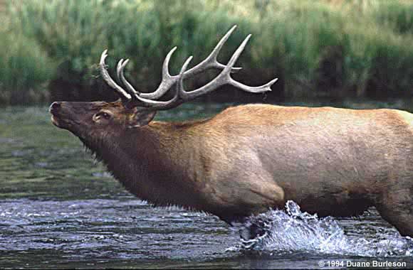 bull elk charges through river