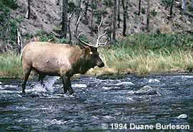 bull elk crosses river