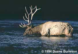 bull elk drinks from river