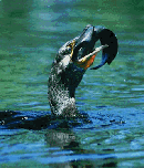 CORMORANT SWALLOWING FISH