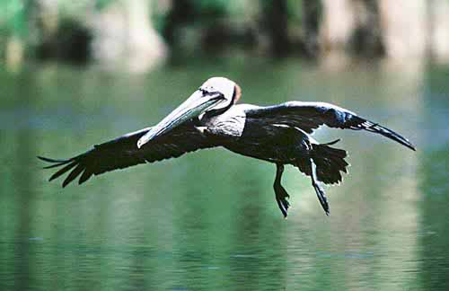 FLYING PELICAN