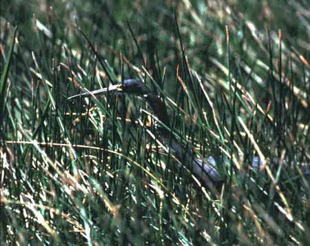 TRICOLOR HERON
 FISHING