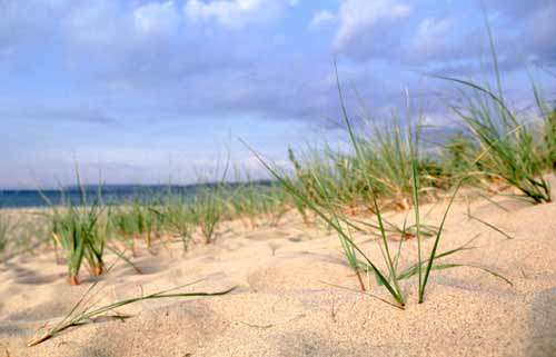 dune grass