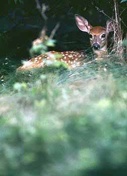 whitetail fawn bedded