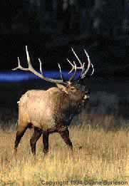 Wyoming Photography - Bull Elk Bugles