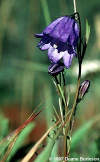 Blue Bell of Scotland