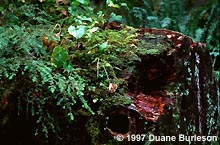 Plants on decaying tree