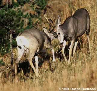 mule deer spar