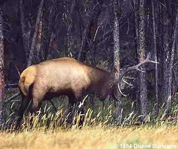 bull elk rubs antlers