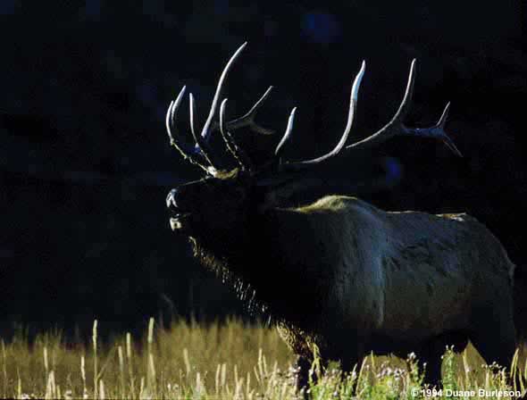 bull elk bugles while silhouetted