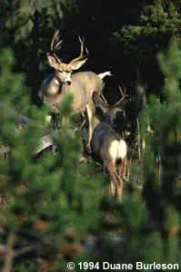 mule deer