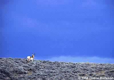 pronghorn antelope