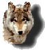 wolf logo